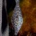 filefish_slender_lr_gc_v_0021_cay3909.jpg